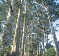 The Great Forest Trees Drive - Holiday Adelaide