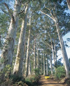 The Great Forest Trees Drive - Holiday Adelaide 0