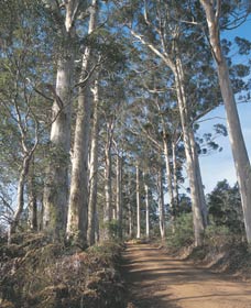 The Great Forest Trees Drive - Holiday Adelaide 1