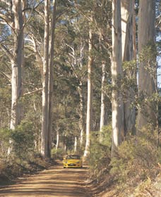 The Great Forest Trees Drive - Holiday Adelaide 2
