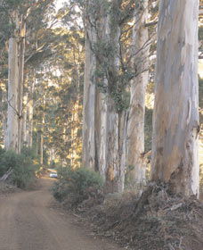 The Great Forest Trees Drive - Holiday Adelaide 3