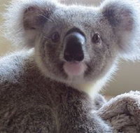 Koala Care Centre in Lismore - Holiday Adelaide