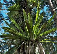 Whian Whian State Conservation Area - Holiday Adelaide