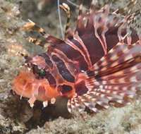 The Seaway Dive Site