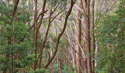 Ulidarra National Park - Holiday Adelaide 1