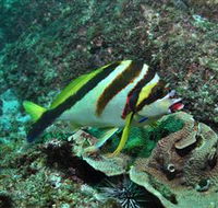 Palm Beach Reef Dive Site - Holiday Adelaide