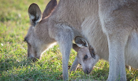 Moonee Beach Nature Reserve - Holiday Adelaide 2