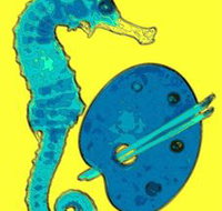 Woolgoolga Art Gallery - Holiday Adelaide