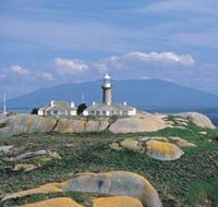 Montague Island Nature Reserve - Holiday Adelaide