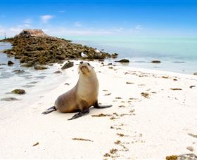 Abrolhos Islands - Holiday Adelaide 2
