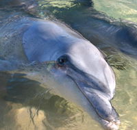 Dolphins of Monkey Mia - Holiday Adelaide