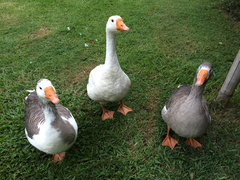 Djanbung Permaculture Gardens - Holiday Adelaide 6