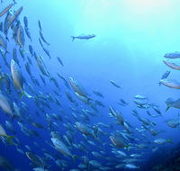 Cape Byron Marine Park - Holiday Adelaide