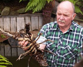 Flowerdale TAS Holiday Adelaide