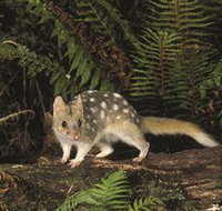 Tarkine Forest Reserve - Holiday Adelaide
