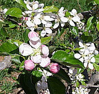 Avro Park Orchards - Holiday Adelaide