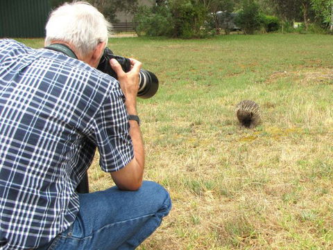 Echidna Walkabout Nature Tours - Holiday Adelaide 8