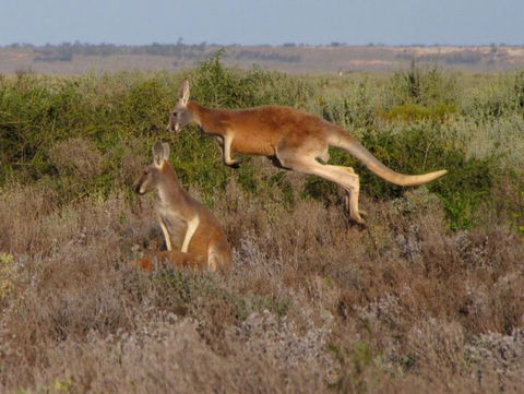 Echidna Walkabout Nature Tours - Holiday Adelaide 11