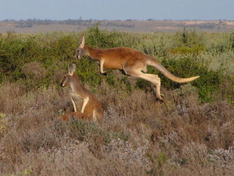 Echidna Walkabout Nature Tours - Holiday Adelaide 14