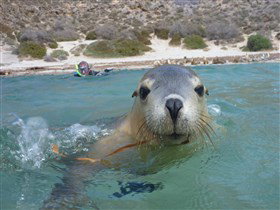 Calypso Star Charters - Holiday Adelaide 0