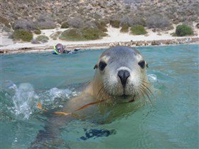 Calypso Star Charters - Holiday Adelaide 3