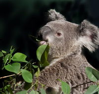 Koala Transfers - Holiday Adelaide