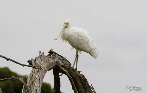 Melbourne Birding Tours - Holiday Adelaide 6
