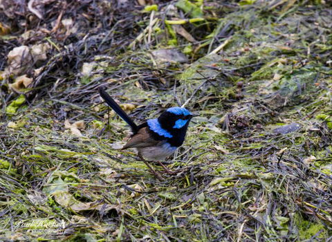 Melbourne Birding Tours - Holiday Adelaide 8