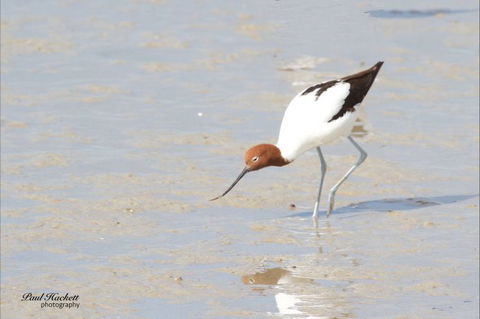 Melbourne Birding Tours - Holiday Adelaide 10