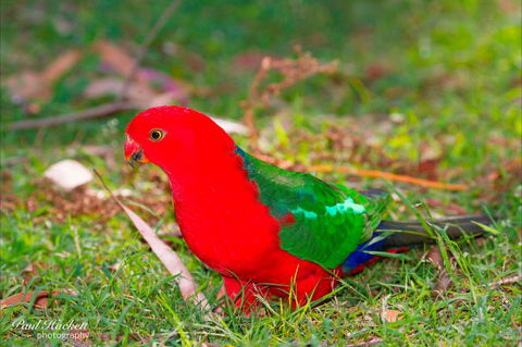 Melbourne Birding Tours - Holiday Adelaide 20