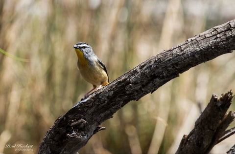 Melbourne Birding Tours - Holiday Adelaide 22