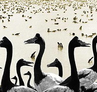 Tin Shed Art Gallery - Holiday Adelaide