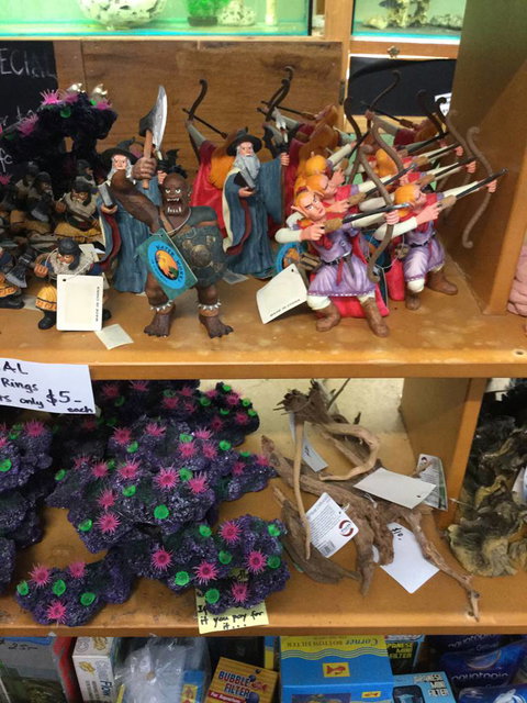 True Blue Aquariums - Holiday Adelaide 0