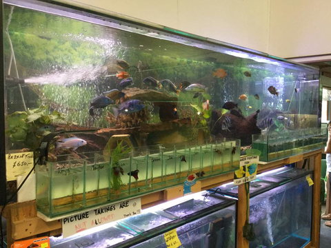 True Blue Aquariums - Holiday Adelaide 2