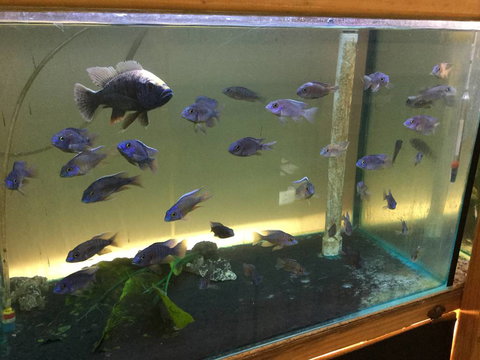 True Blue Aquariums - Holiday Adelaide 3