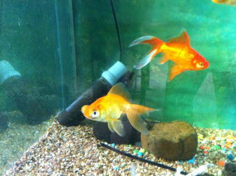 Hurley’s Aquariums - Holiday Adelaide 2