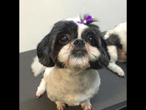 Pets Wonderland - Holiday Adelaide 4