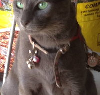 Pets and Saddles - Holiday Adelaide