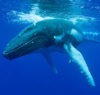 Dunsborough Whale Watching Eco Tour - Holiday Adelaide