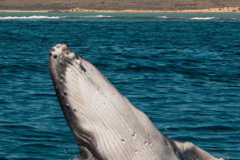 VIP Luxury Chartered Escapes, Exploring The Reef At Your Own Pace - Holiday Adelaide 3