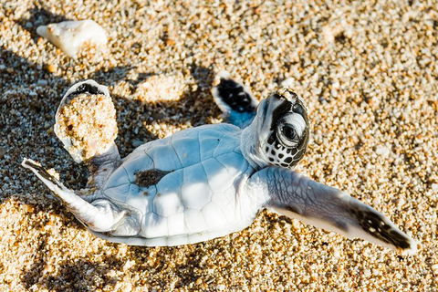 VIP Luxury Chartered Escapes, Exploring The Reef At Your Own Pace - Holiday Adelaide 38