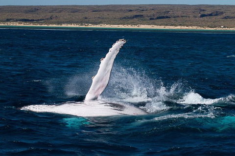 VIP Luxury Chartered Escapes, Exploring The Reef At Your Own Pace - Holiday Adelaide 7