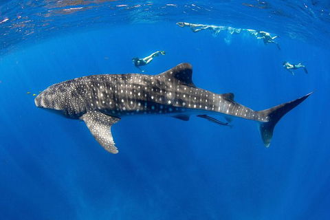 VIP Luxury Chartered Escapes, Exploring The Reef At Your Own Pace - Holiday Adelaide 27