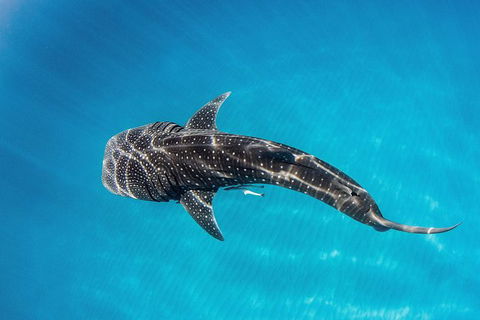VIP Luxury Chartered Escapes, Exploring The Reef At Your Own Pace - Holiday Adelaide 18