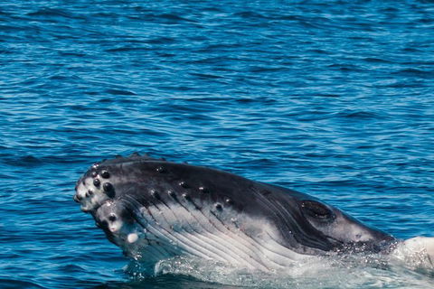 VIP Luxury Chartered Escapes, Exploring The Reef At Your Own Pace - Holiday Adelaide 14