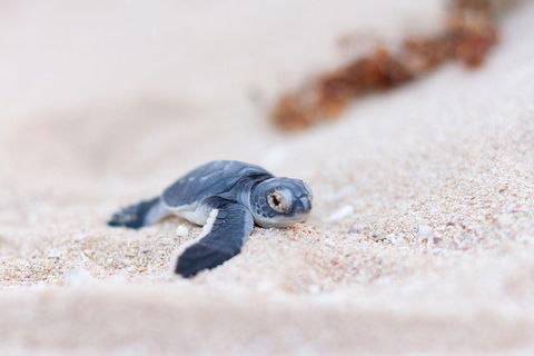 VIP Luxury Chartered Escapes, Exploring The Reef At Your Own Pace - Holiday Adelaide 6