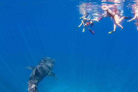 VIP Luxury Chartered Escapes, Exploring The Reef At Your Own Pace - Holiday Adelaide 22