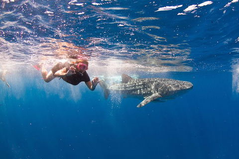 VIP Luxury Chartered Escapes, Exploring The Reef At Your Own Pace - Holiday Adelaide 8