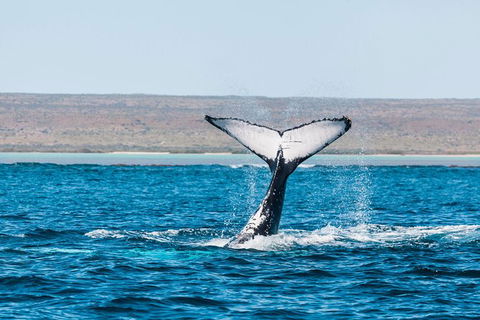 VIP Luxury Chartered Escapes, Exploring The Reef At Your Own Pace - Holiday Adelaide 12