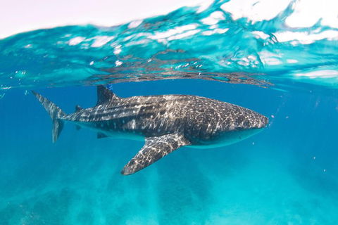 VIP Luxury Chartered Escapes, Exploring The Reef At Your Own Pace - Holiday Adelaide 15